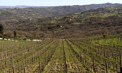 Adotta una Vite - Azienda: De' Gaeta