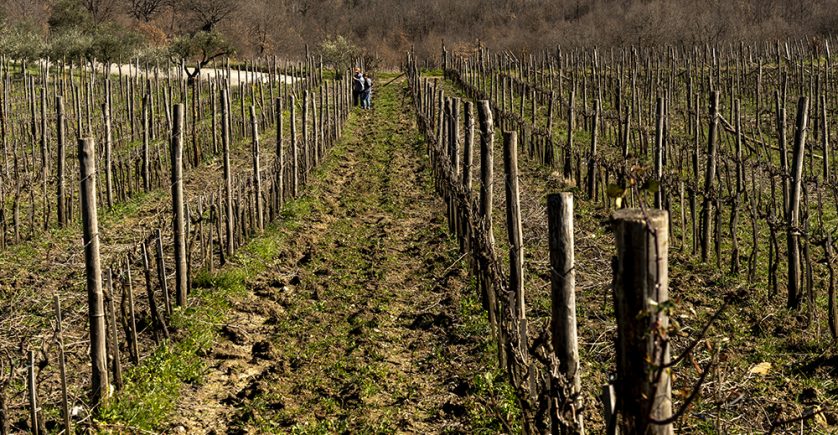 Adotta una Vite - Azienda: De' Gaeta