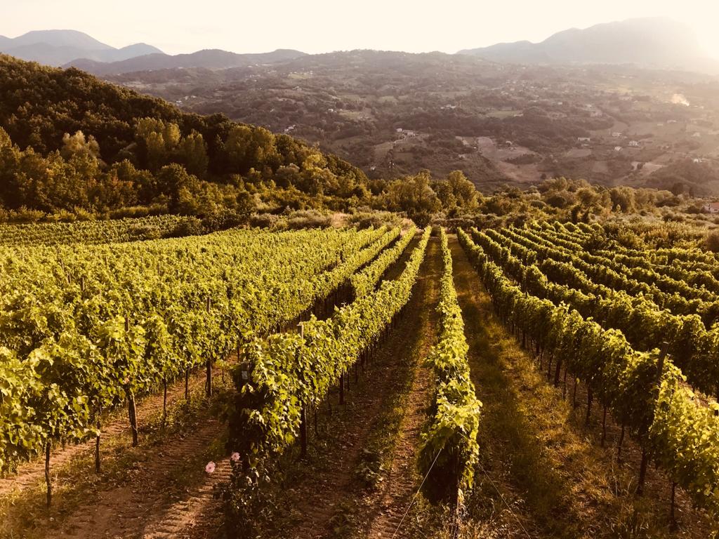 Adotta una Vite - Azienda Agricola Boccella - Vitigni Irpini