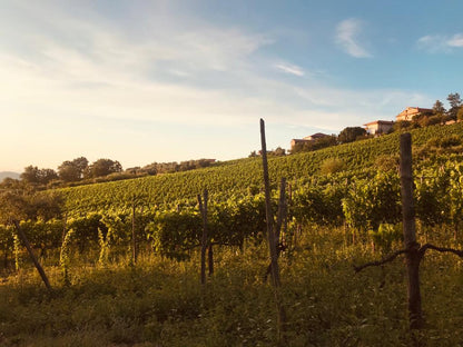 Adotta una Vite - Azienda Agricola Boccella - Vitigni Irpini