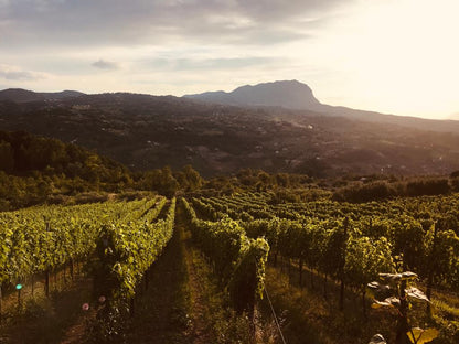 Adotta una Vite - Azienda Agricola Boccella - Vitigni Irpini