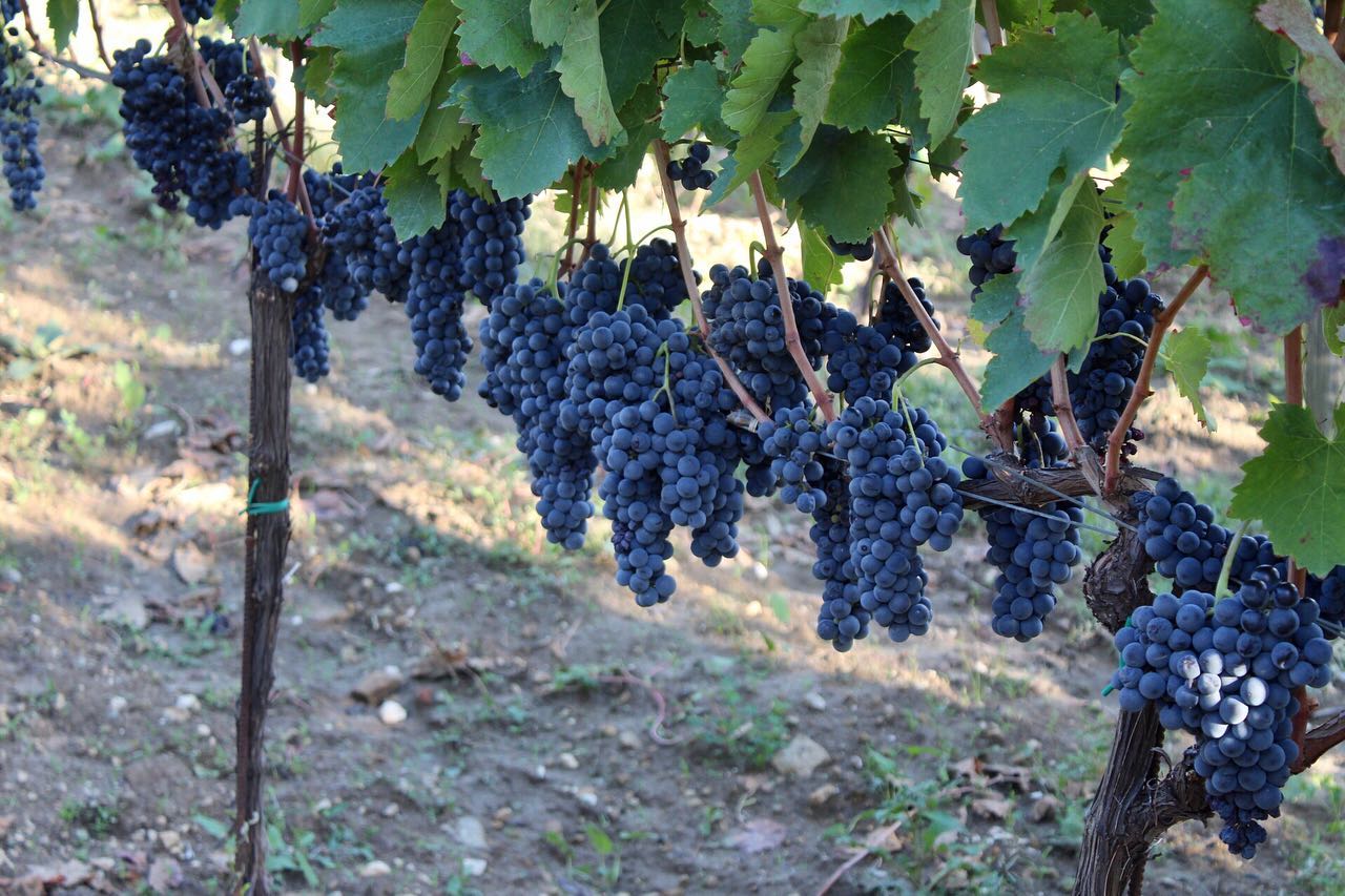 Adotta una Vite - Azienda Agricola Boccella - Vitigni Irpini