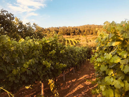 Adotta una Vite - Azienda Agricola Boccella - Vitigni Irpini