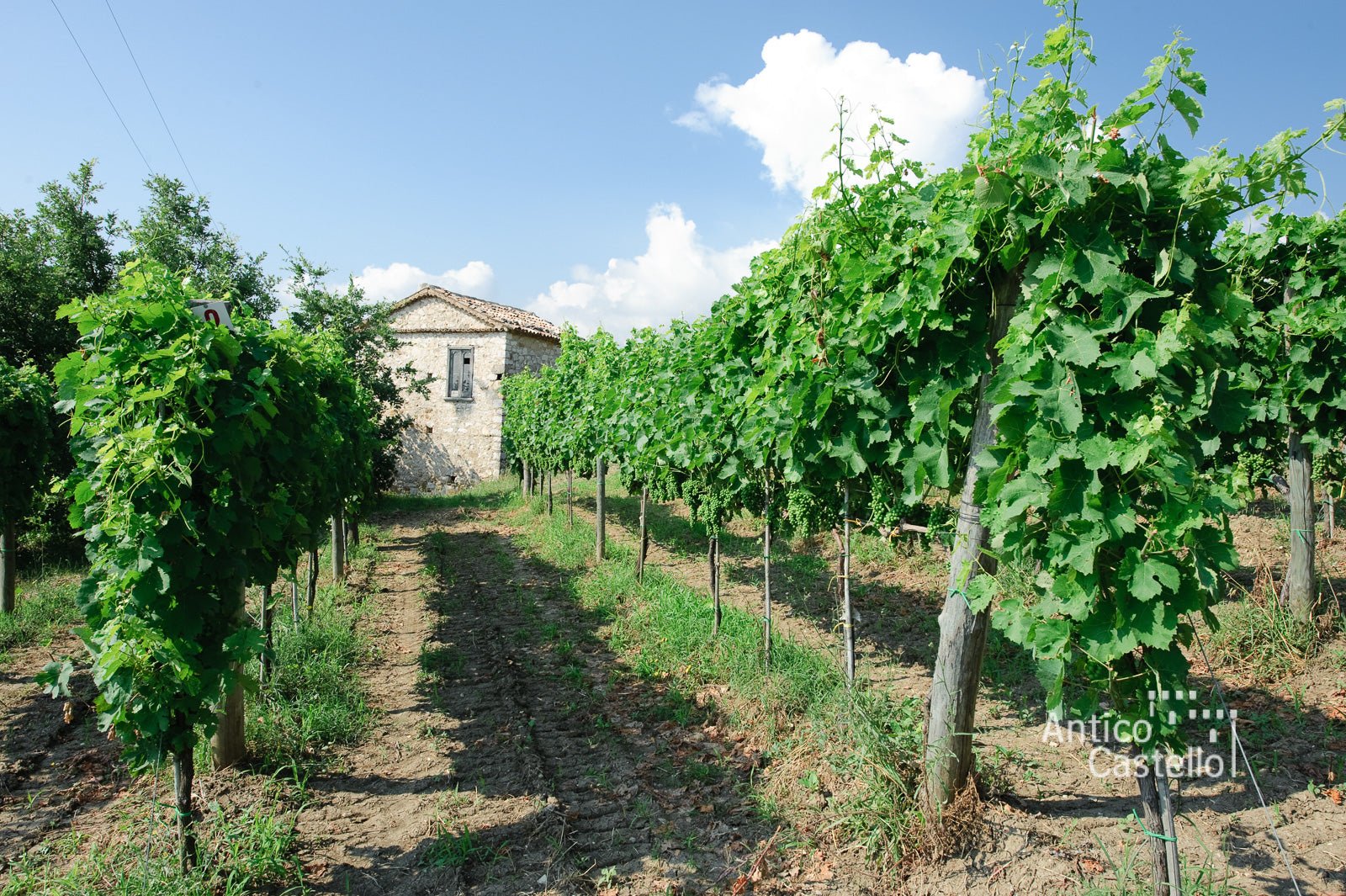 Adotta una Vite - Azienda: Antico Castello - Vitigni Irpini