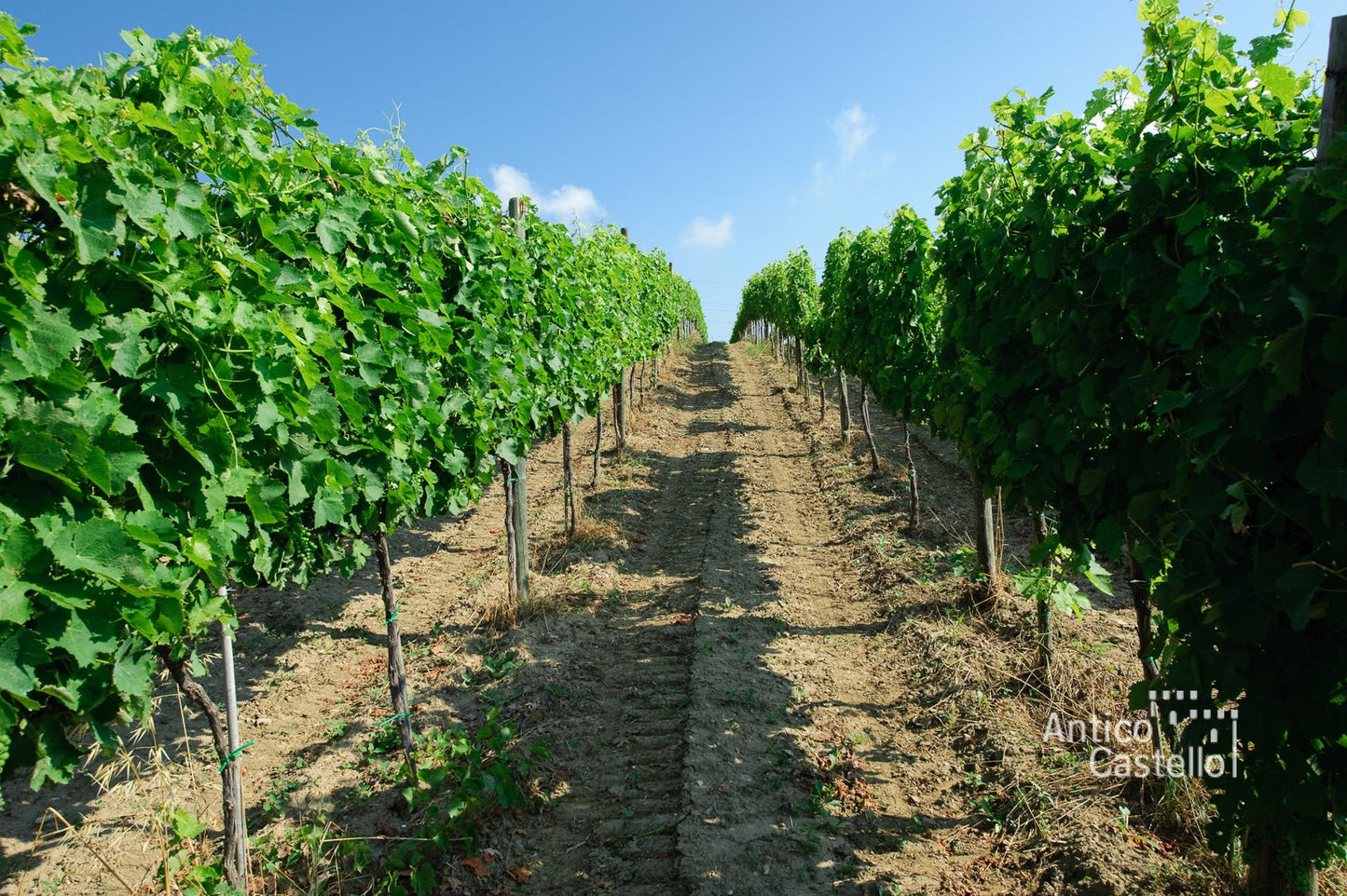 Adotta una Vite - Azienda: Antico Castello - Vitigni Irpini