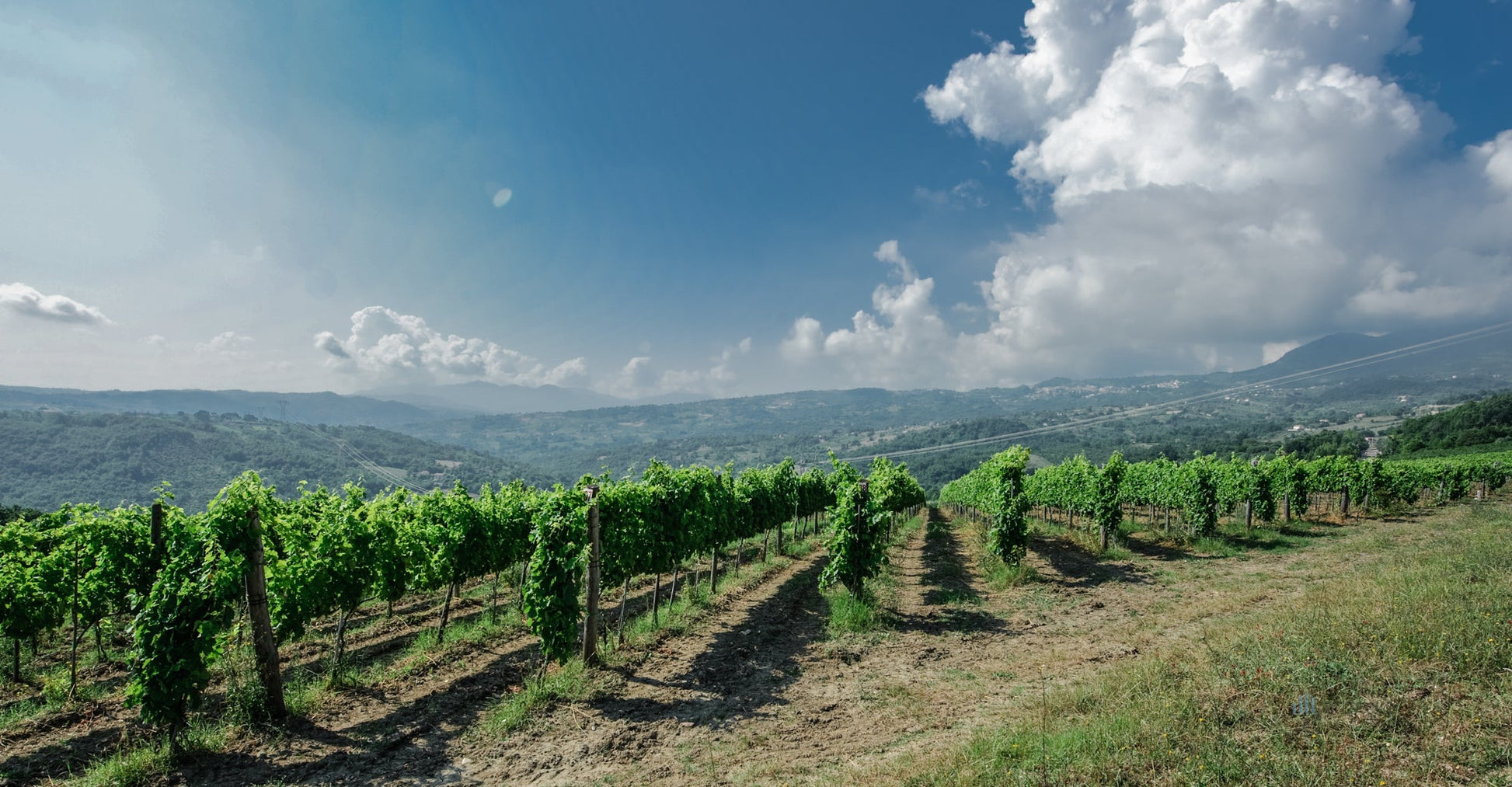 Adotta una Vite - Azienda: Antico Castello - Vitigni Irpini