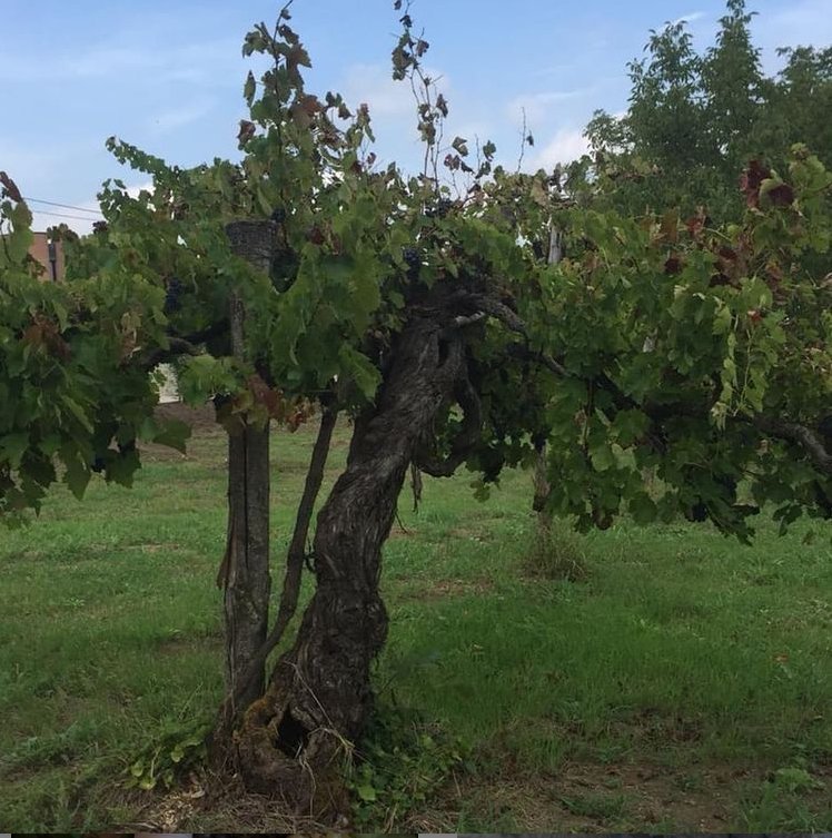 Adotta una Vite - Azienda: Cantina Trodella - Vitigni Irpini