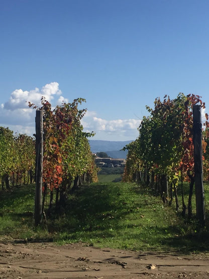 Adotta una Vite - Azienda: Cantina Trodella - Vitigni Irpini