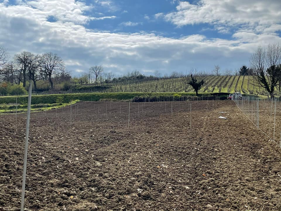 Adotta una Vite - Azienda: Cantina Trodella - Vitigni Irpini