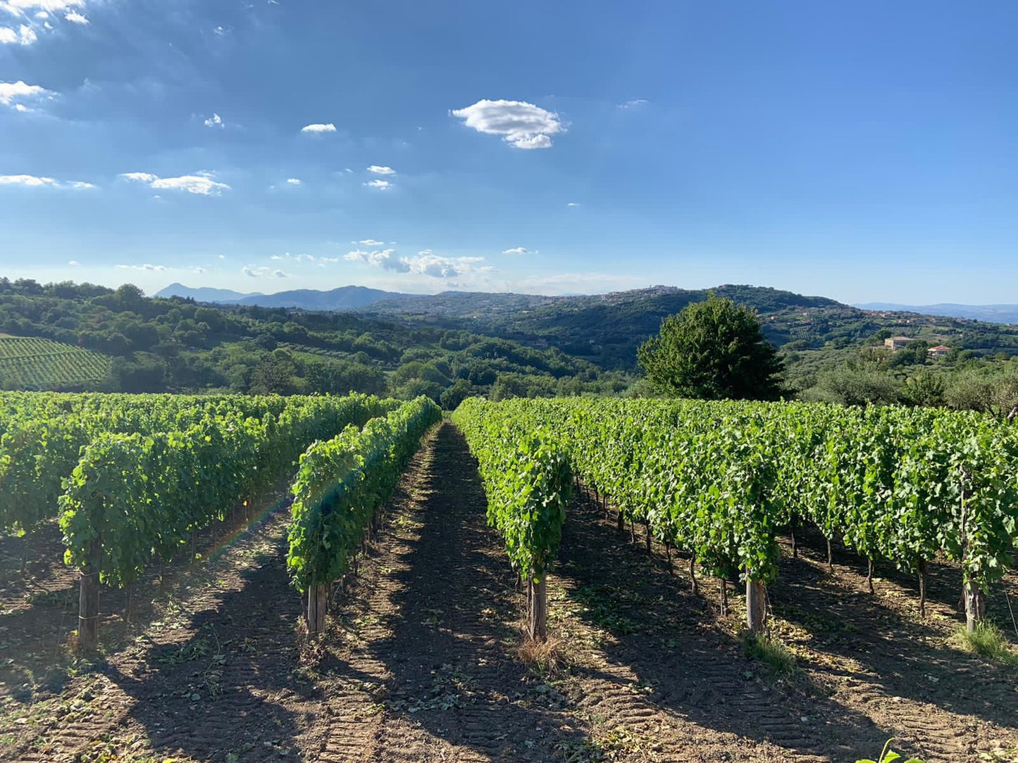 Adotta una Vite - Azienda: Cantina Trodella - Vitigni Irpini