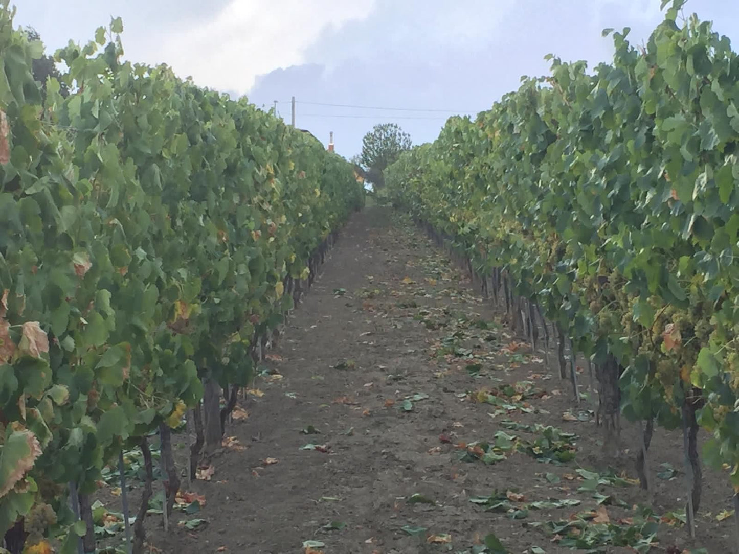 Adotta una Vite - Azienda: Cantina Trodella - Vitigni Irpini