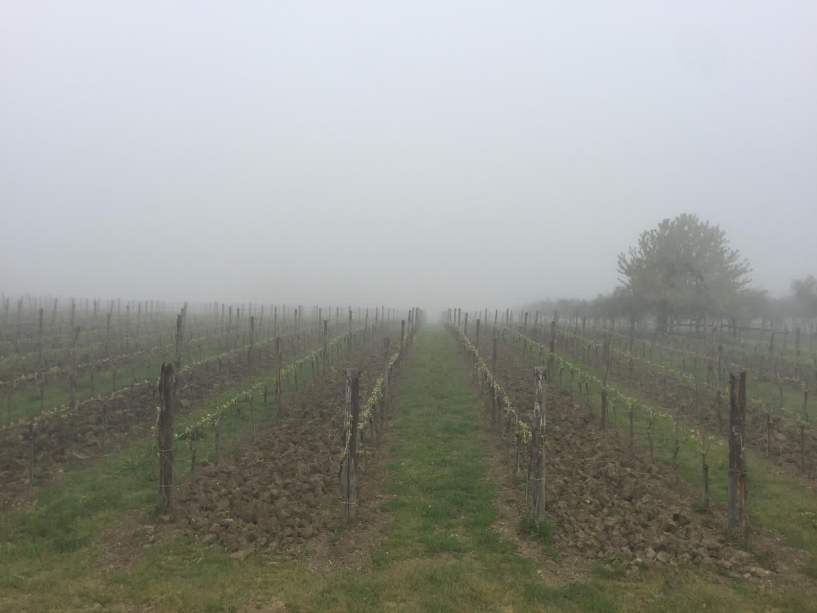 Adotta una Vite - Azienda: Cantina Trodella - Vitigni Irpini