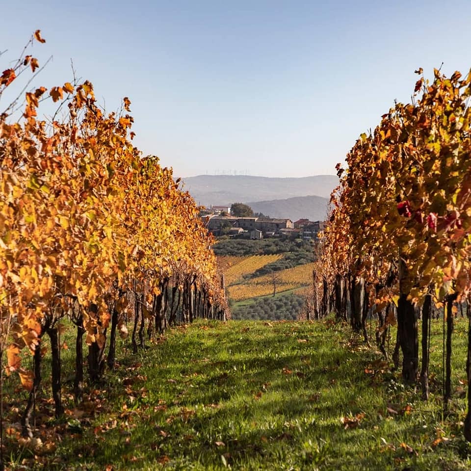 Adotta una Vite - Azienda: Cantina Trodella - Vitigni Irpini