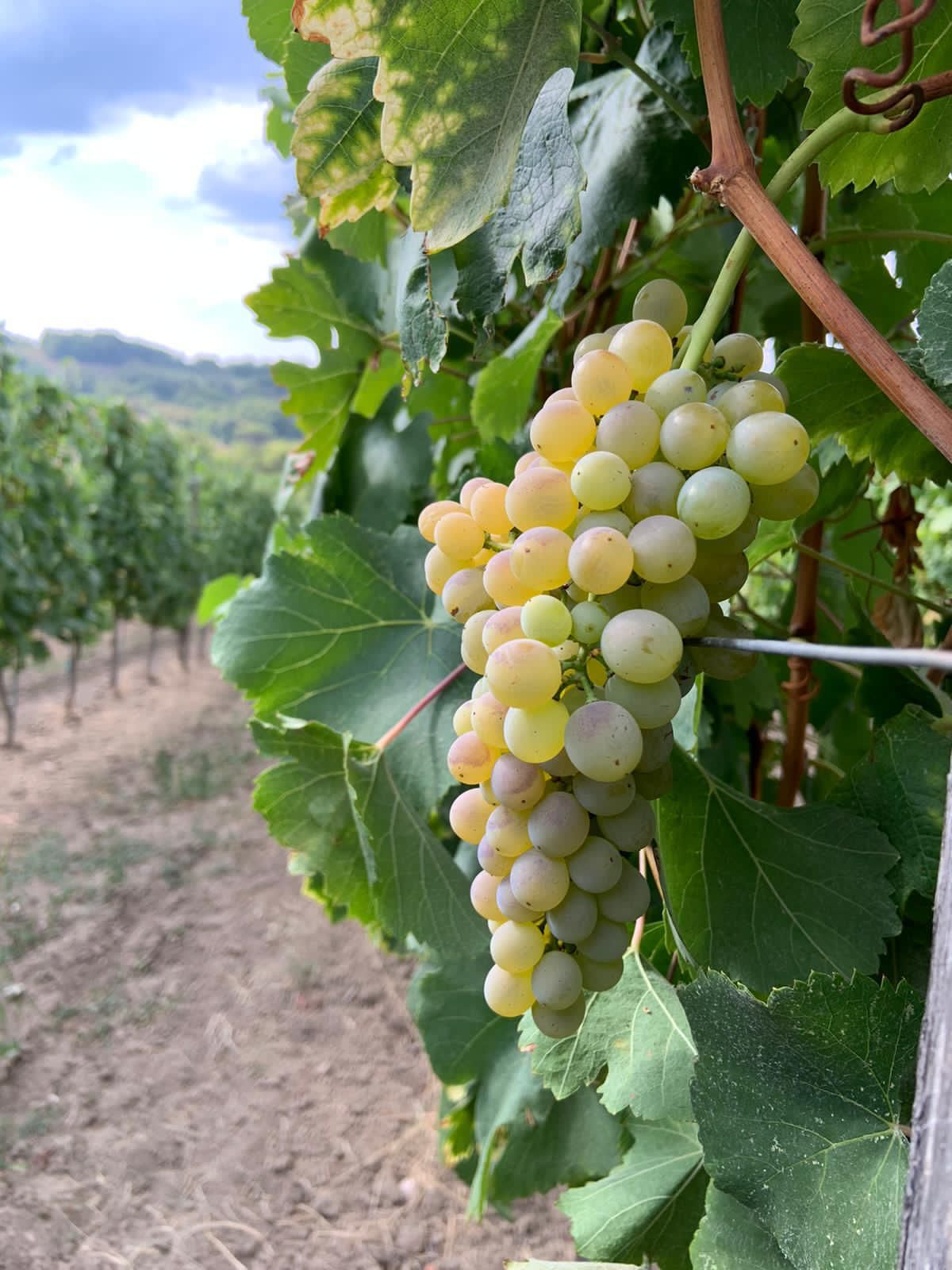 Adotta una Vite - Azienda: Cantina Trodella - Vitigni Irpini