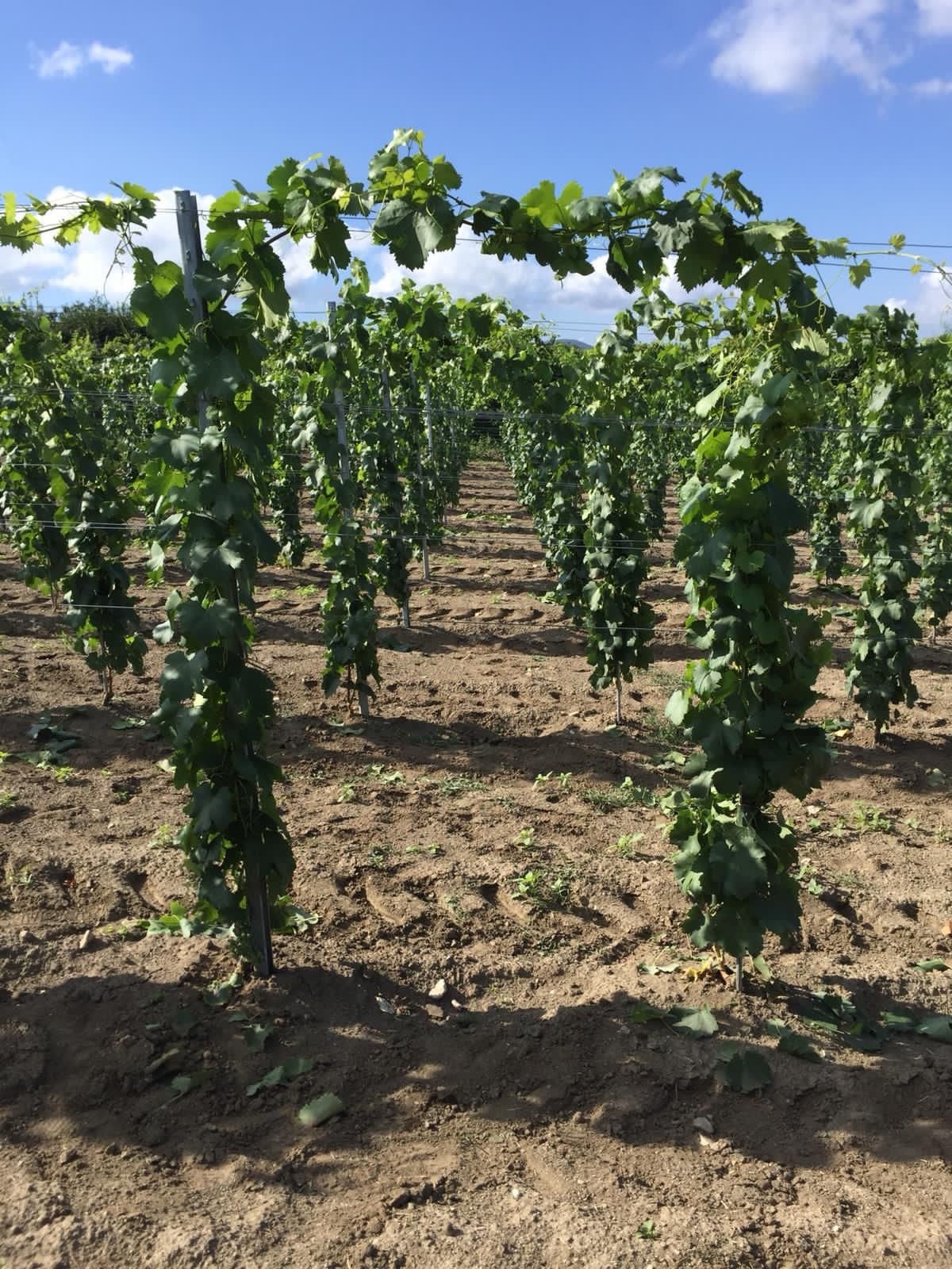 Adotta una Vite - Azienda: Cantina Trodella - Vitigni Irpini