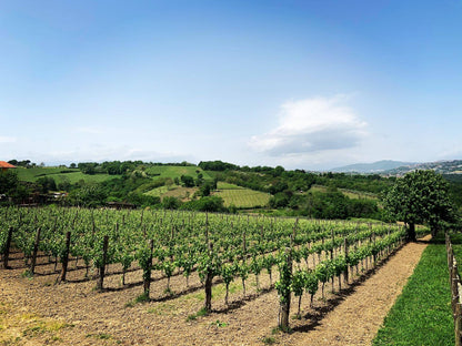 Adotta una Vite - Azienda: Cantina Trodella - Vitigni Irpini