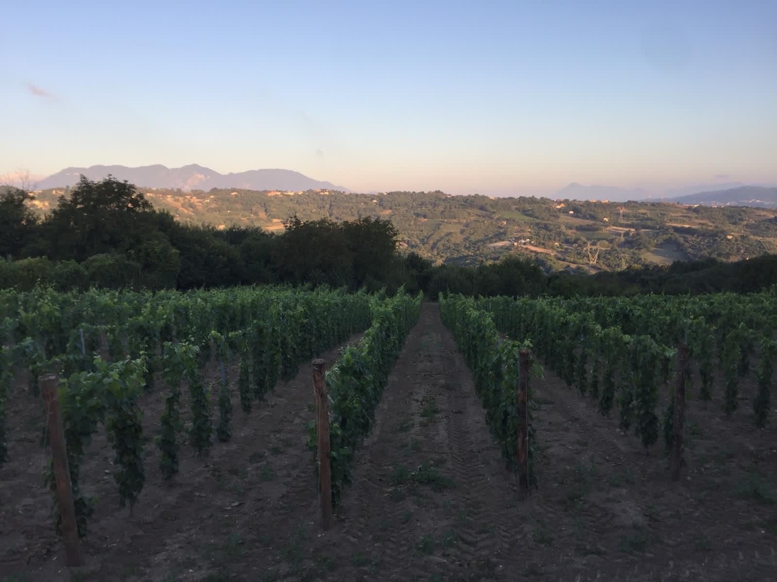 Adotta una Vite - Azienda: Cantina Trodella - Vitigni Irpini