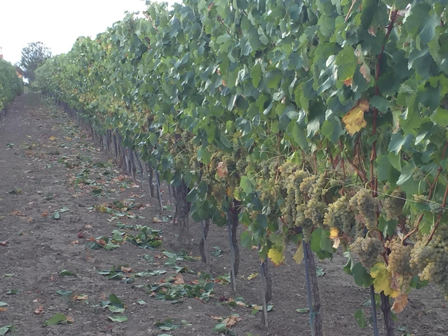 Adotta una Vite - Azienda: Cantina Trodella - Vitigni Irpini