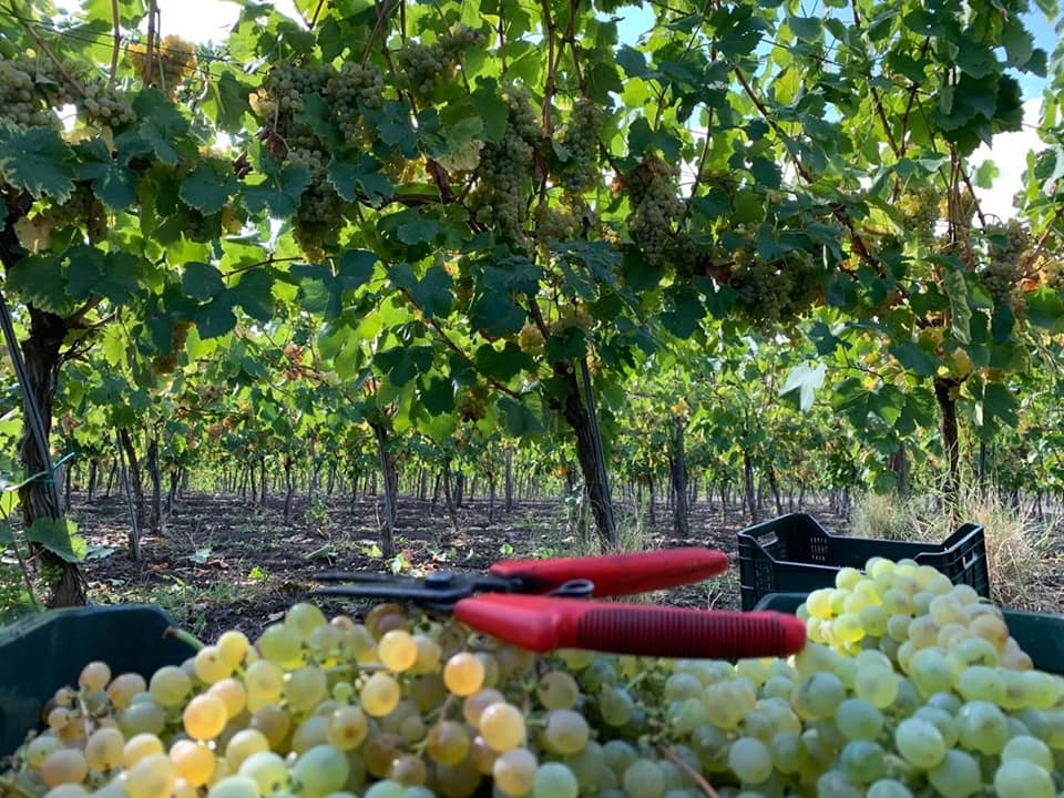 Adotta una Vite - Azienda: Cantina Trodella - Vitigni Irpini