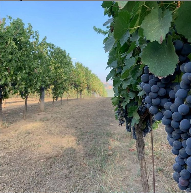 Adotta una Vite - Azienda: Cantina Trodella - Vitigni Irpini