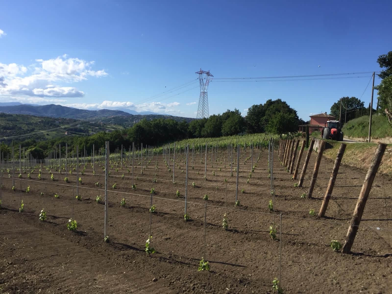 Adotta una Vite - Azienda: Cantina Trodella - Vitigni Irpini