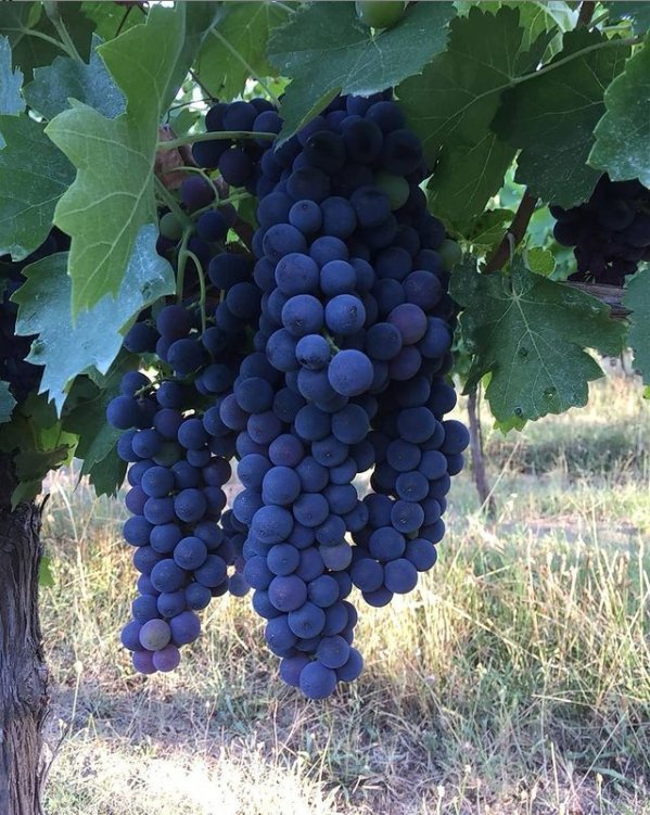 Adotta una Vite - Azienda: Cantina Trodella - Vitigni Irpini