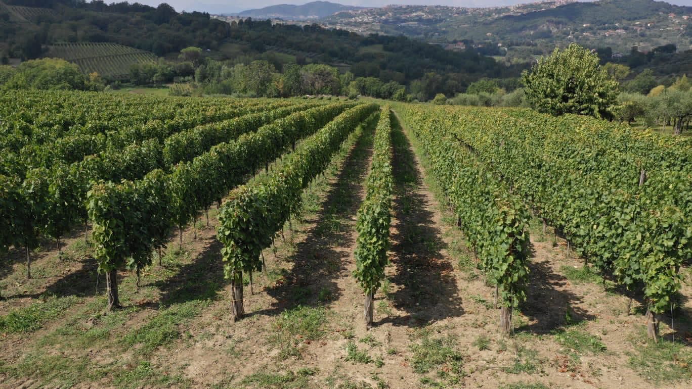 Adotta una Vite - Azienda: Cantina Trodella - Vitigni Irpini