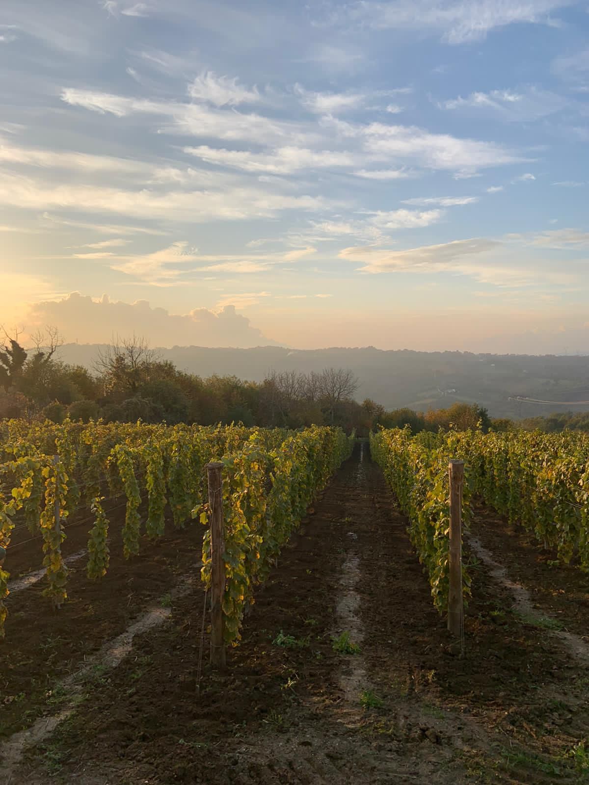 Adotta una Vite - Azienda: Cantina Trodella - Vitigni Irpini