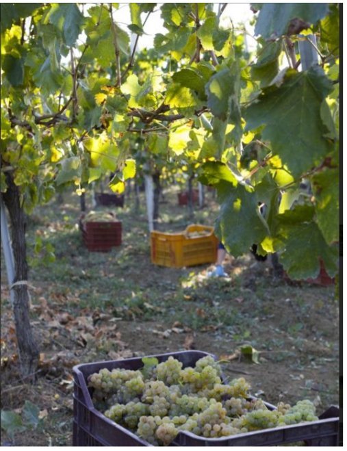 Adotta una Vite - Azienda: Cantina Trodella - Vitigni Irpini