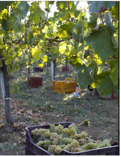 Adotta una Vite - Azienda: Cantina Trodella - Vitigni Irpini