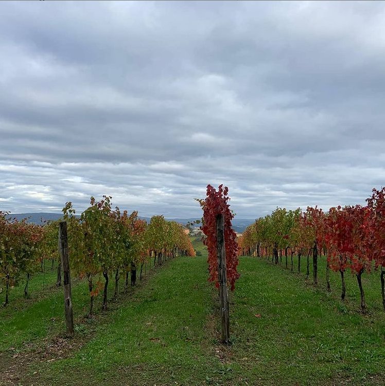 Adotta una Vite - Azienda: Cantina Trodella - Vitigni Irpini