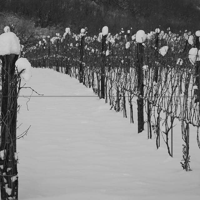 Adotta una Vite - Azienda: Cantina Trodella - Vitigni Irpini