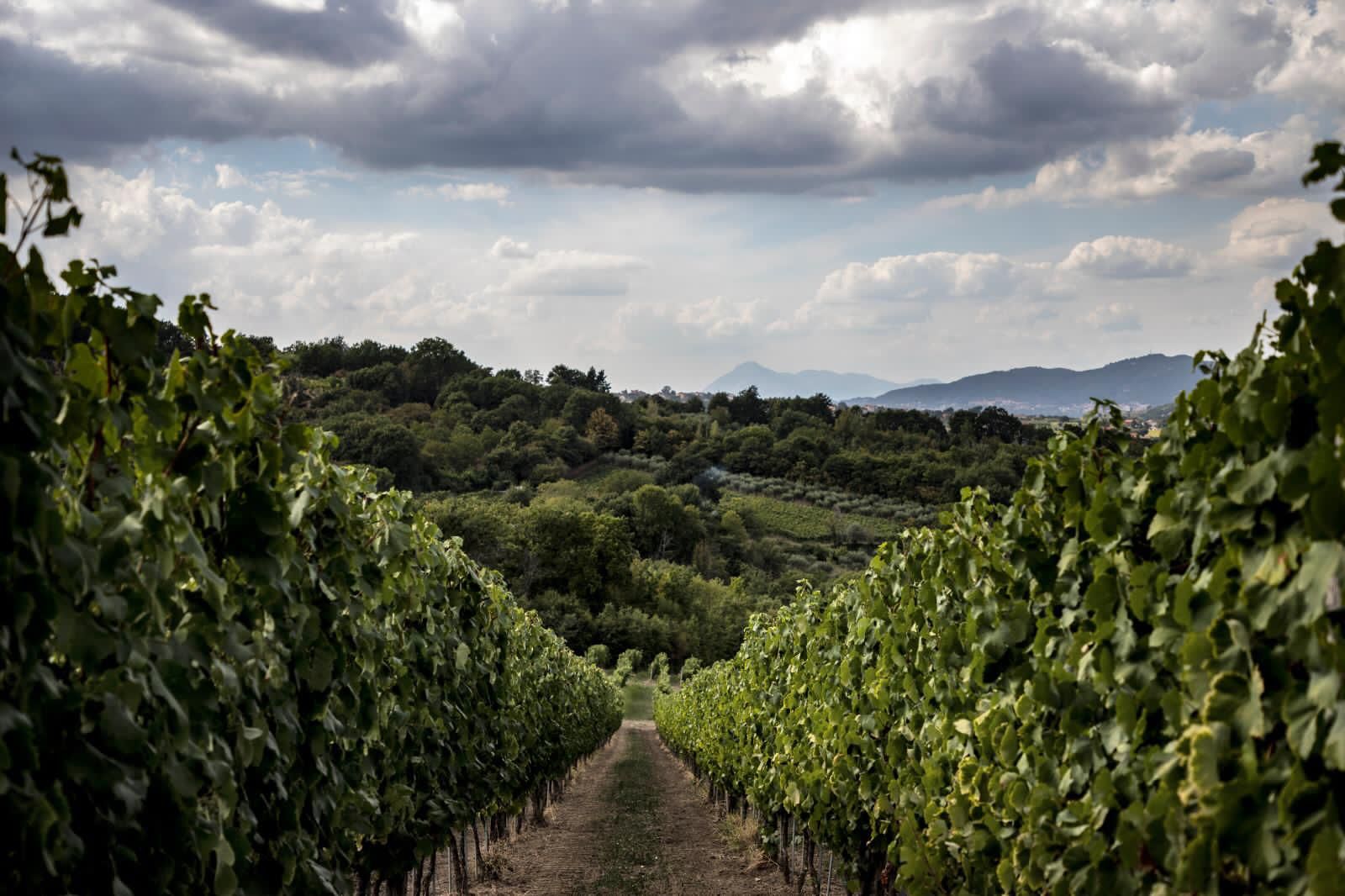 Adotta una Vite - Azienda: Cantina Trodella - Vitigni Irpini