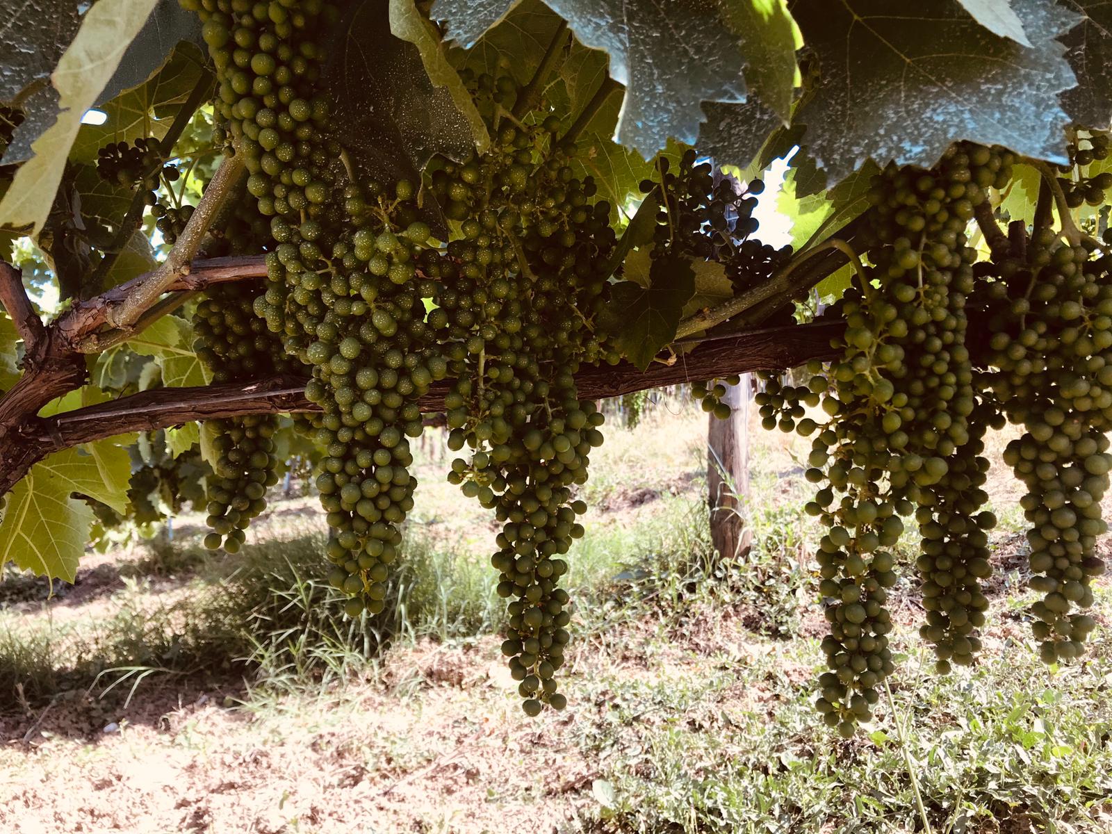 Adotta una Vite - Azienda: La Cantina di Enza - Vitigni Irpini