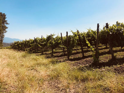 Adotta una Vite - Azienda: La Cantina di Enza - Vitigni Irpini