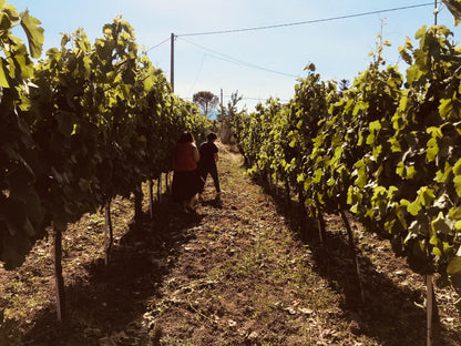 Adotta una Vite - Azienda: La Cantina di Enza - Vitigni Irpini