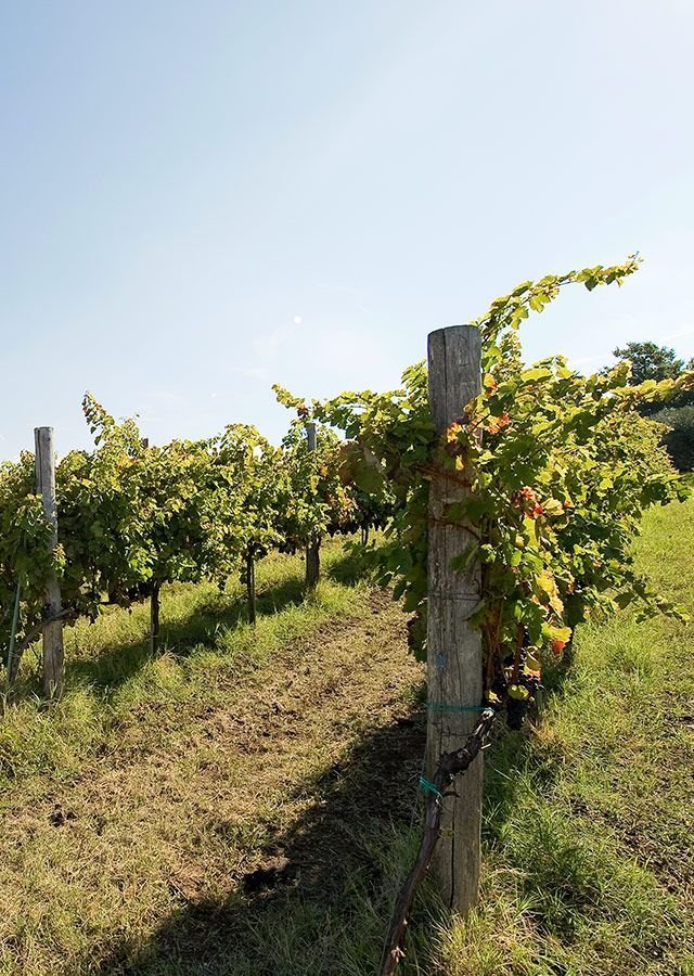 Adotta una Vite - Azienda: Le Masciare - Vitigni Irpini