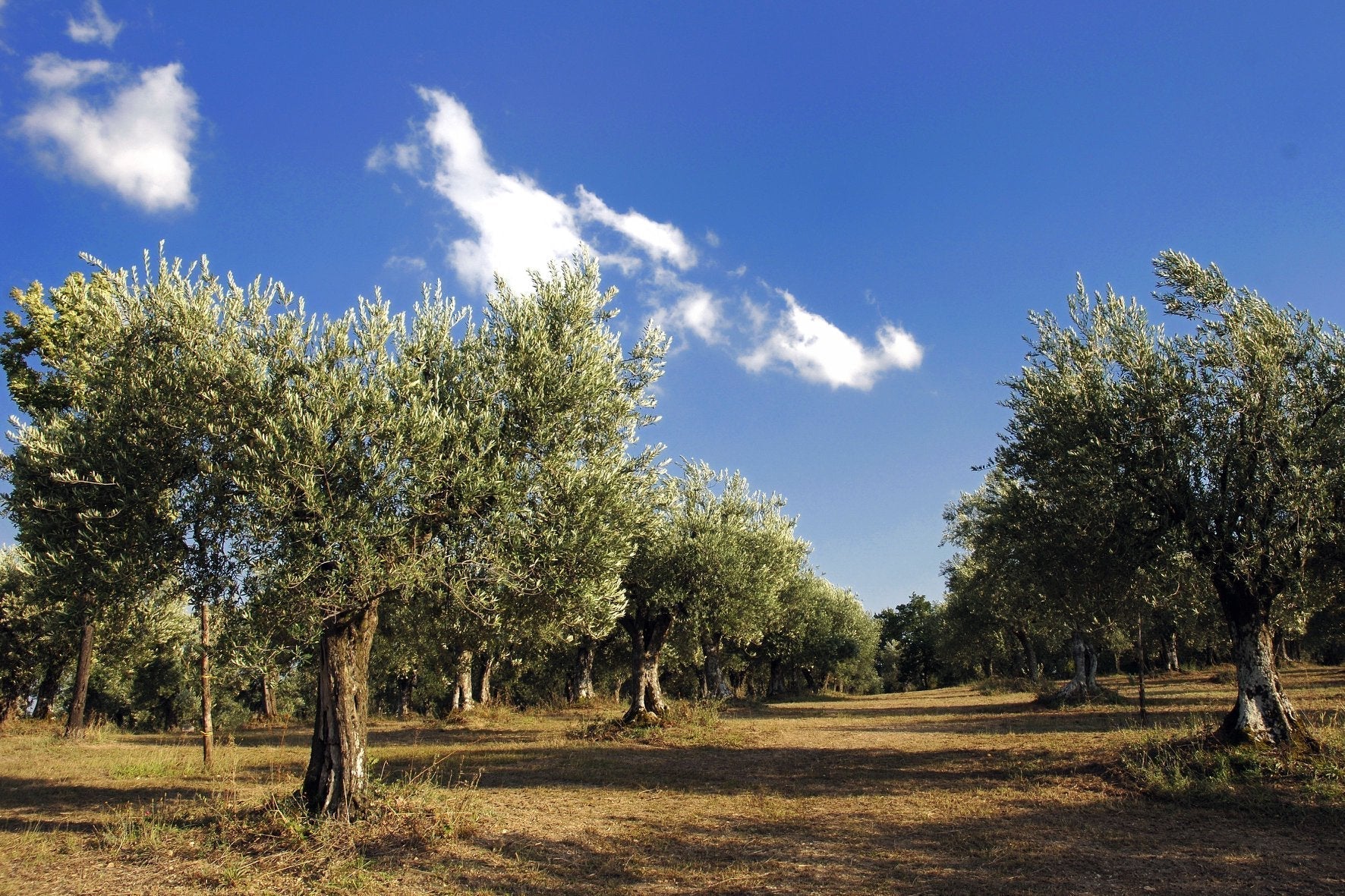 Adotta una Vite - Azienda: Le Masciare - Vitigni Irpini