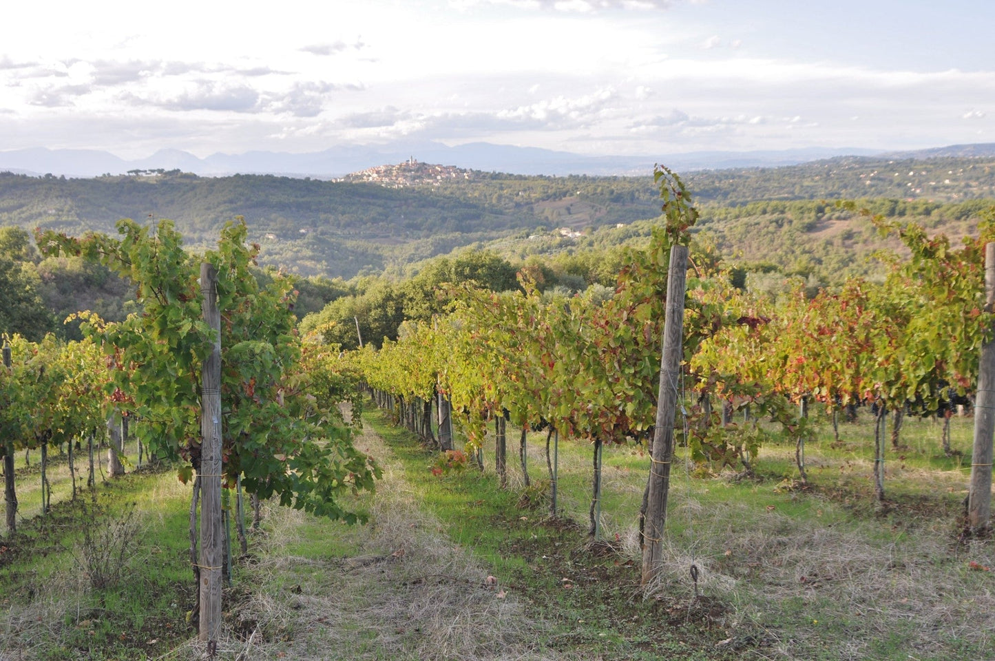 Adotta una Vite - Azienda: Le Masciare - Vitigni Irpini