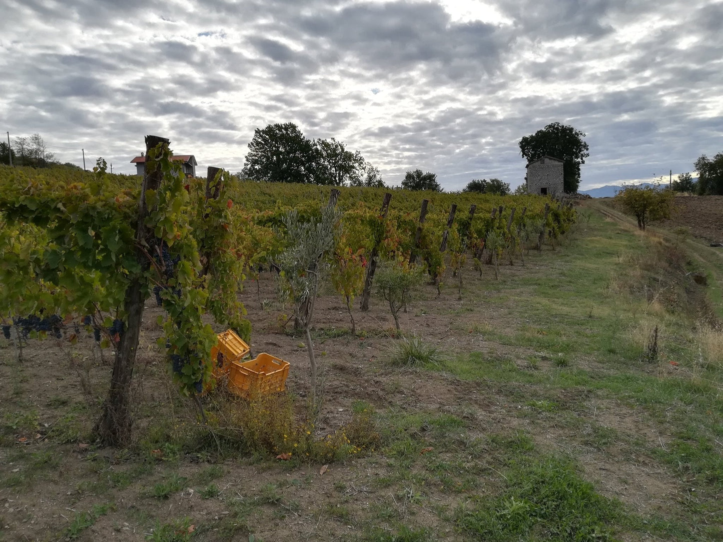 Adotta una Vite - Azienda: Macchie Santa Maria - Vitigni Irpini