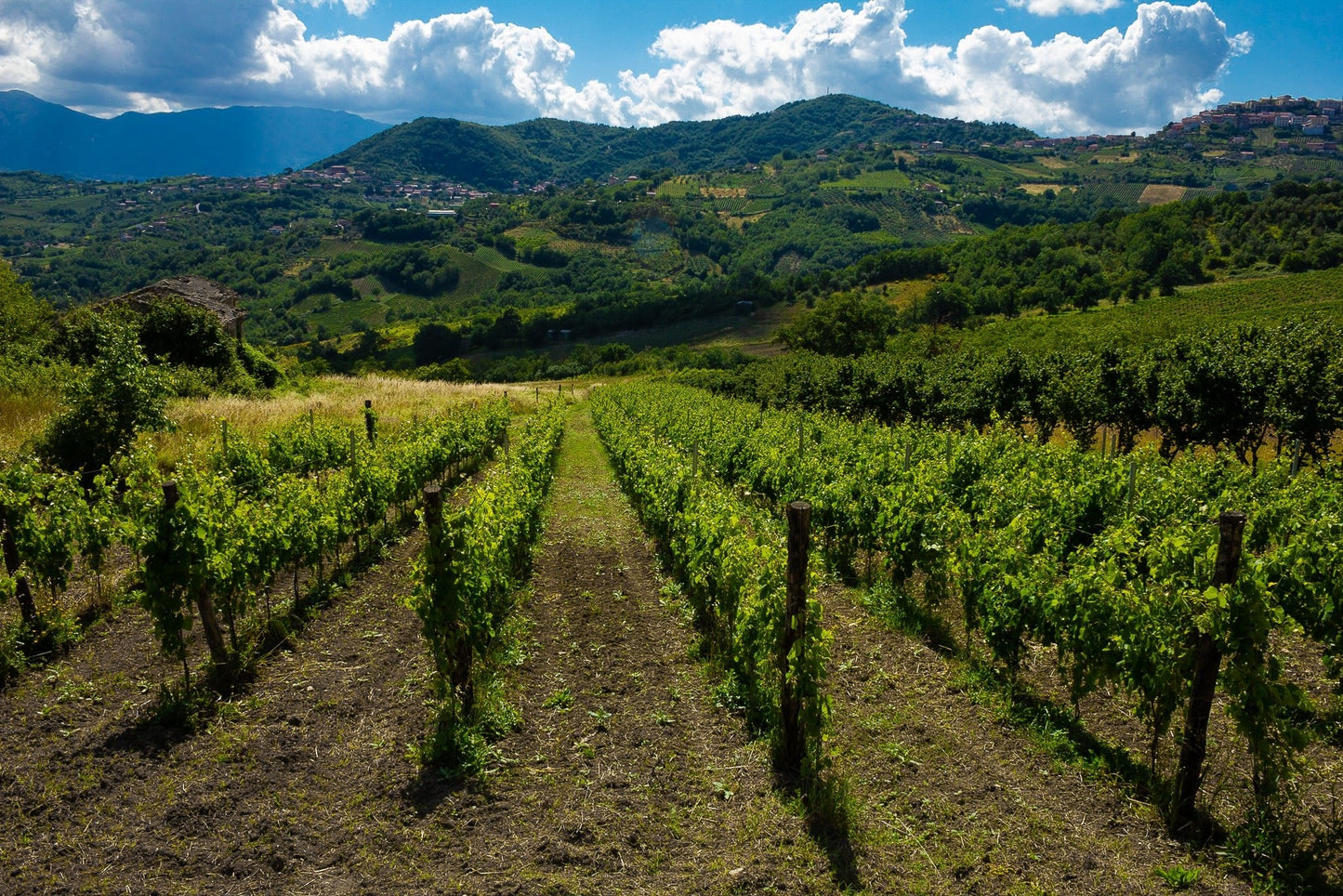 Adotta una Vite - Azienda: Macchie Santa Maria - Vitigni Irpini