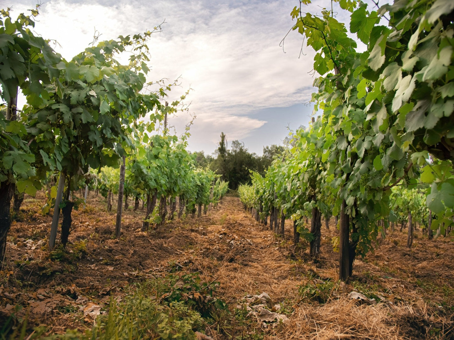 Adotta una Vite - Azienda: Masseria Alfano - Vitigni Irpini