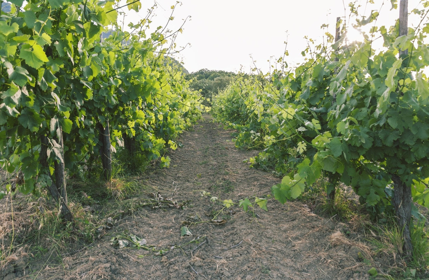 Adotta una Vite - Azienda: Masseria Alfano - Vitigni Irpini