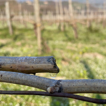 Adotta una Vite - Azienda: Masseria Alfano - Vitigni Irpini