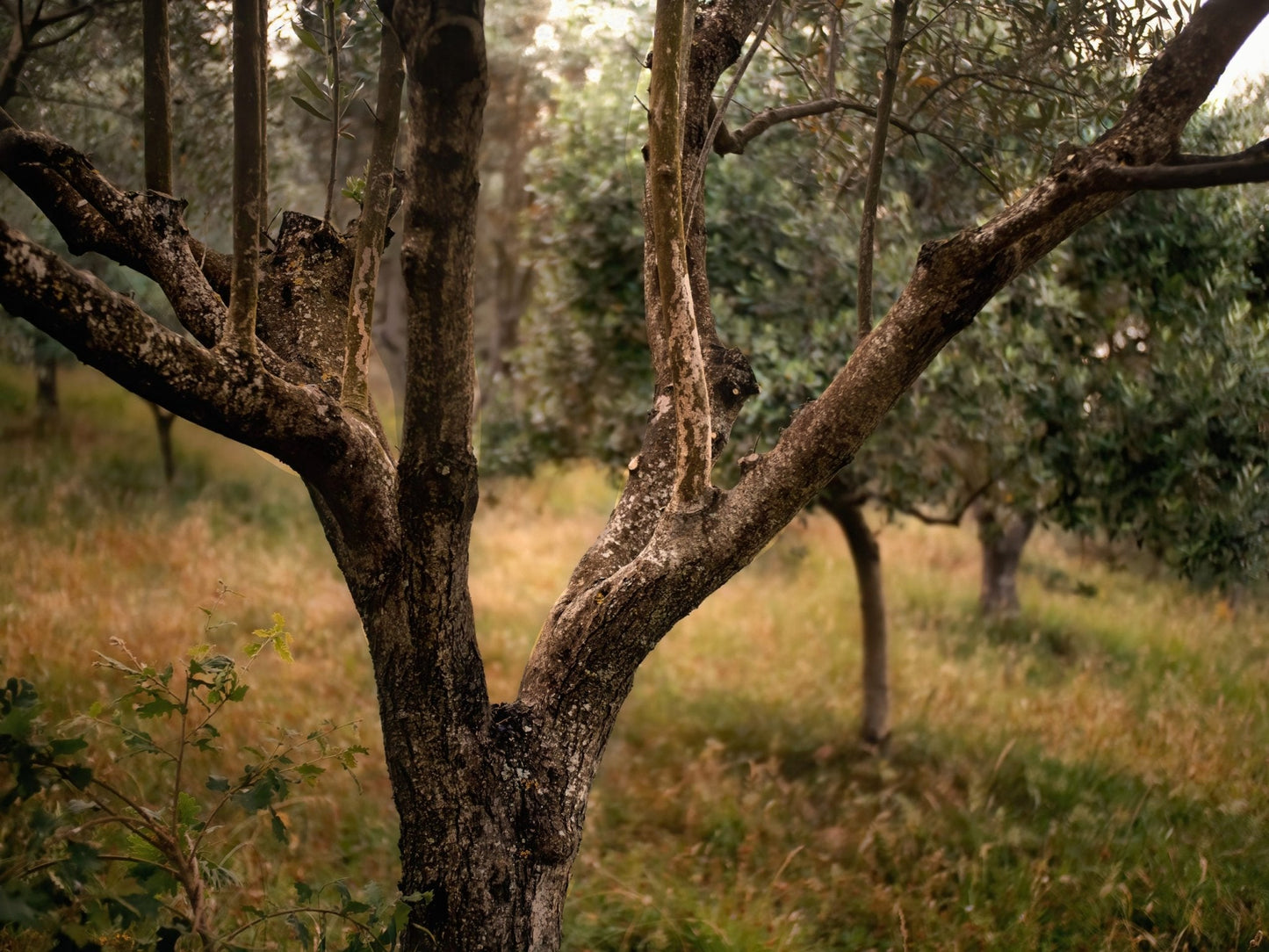 Adotta una Vite - Azienda: Masseria Alfano - Vitigni Irpini