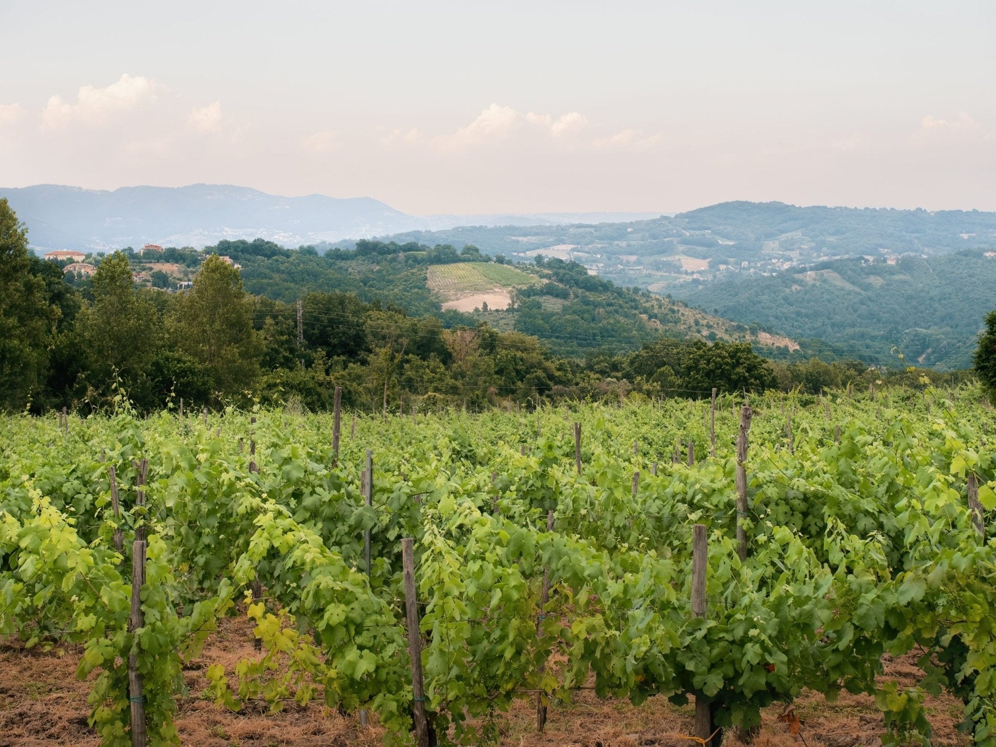 Adotta una Vite - Azienda: Masseria Alfano - Vitigni Irpini