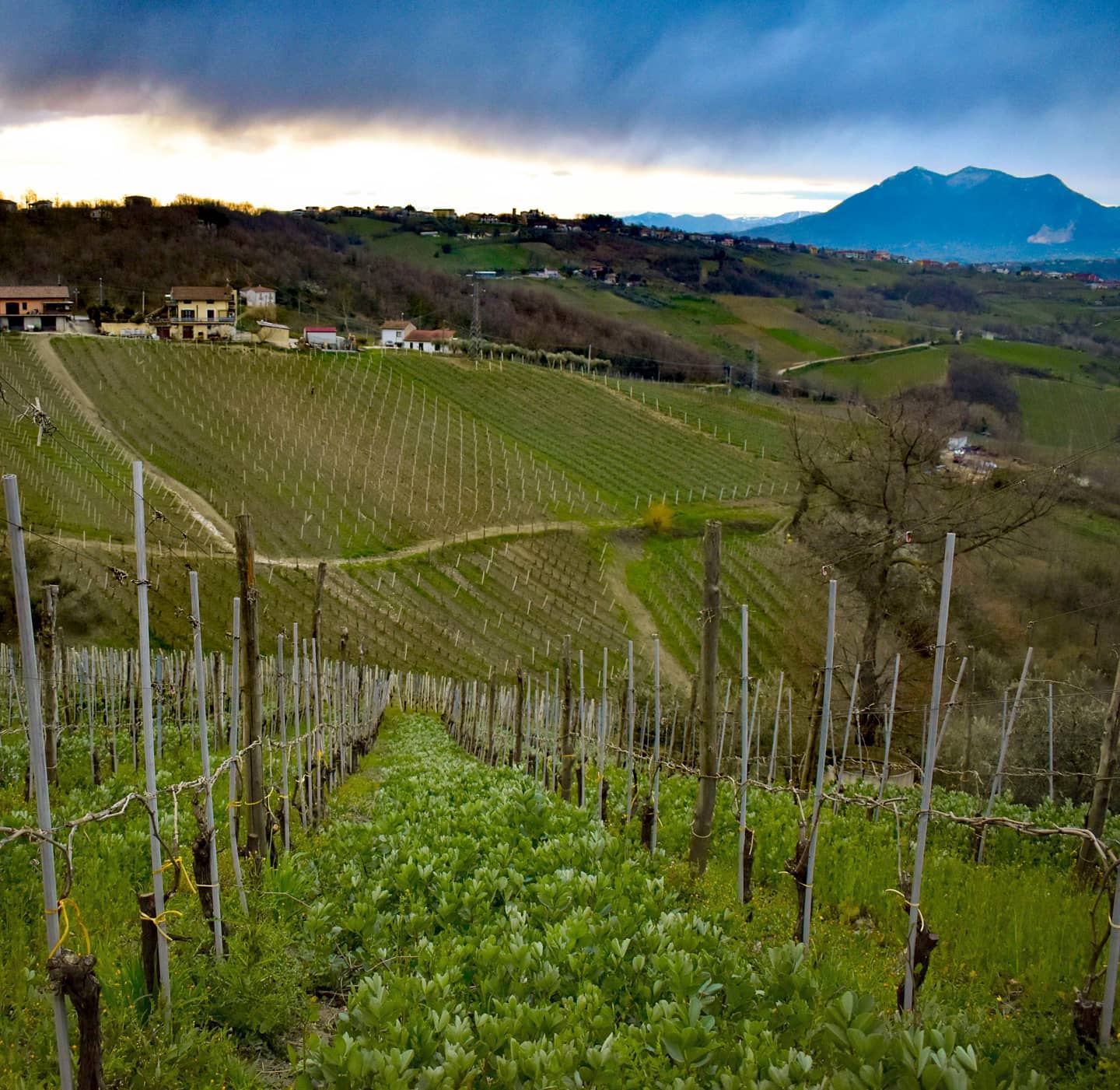 Adotta una Vite - Azienda: Podere Melone - Vitigni Irpini