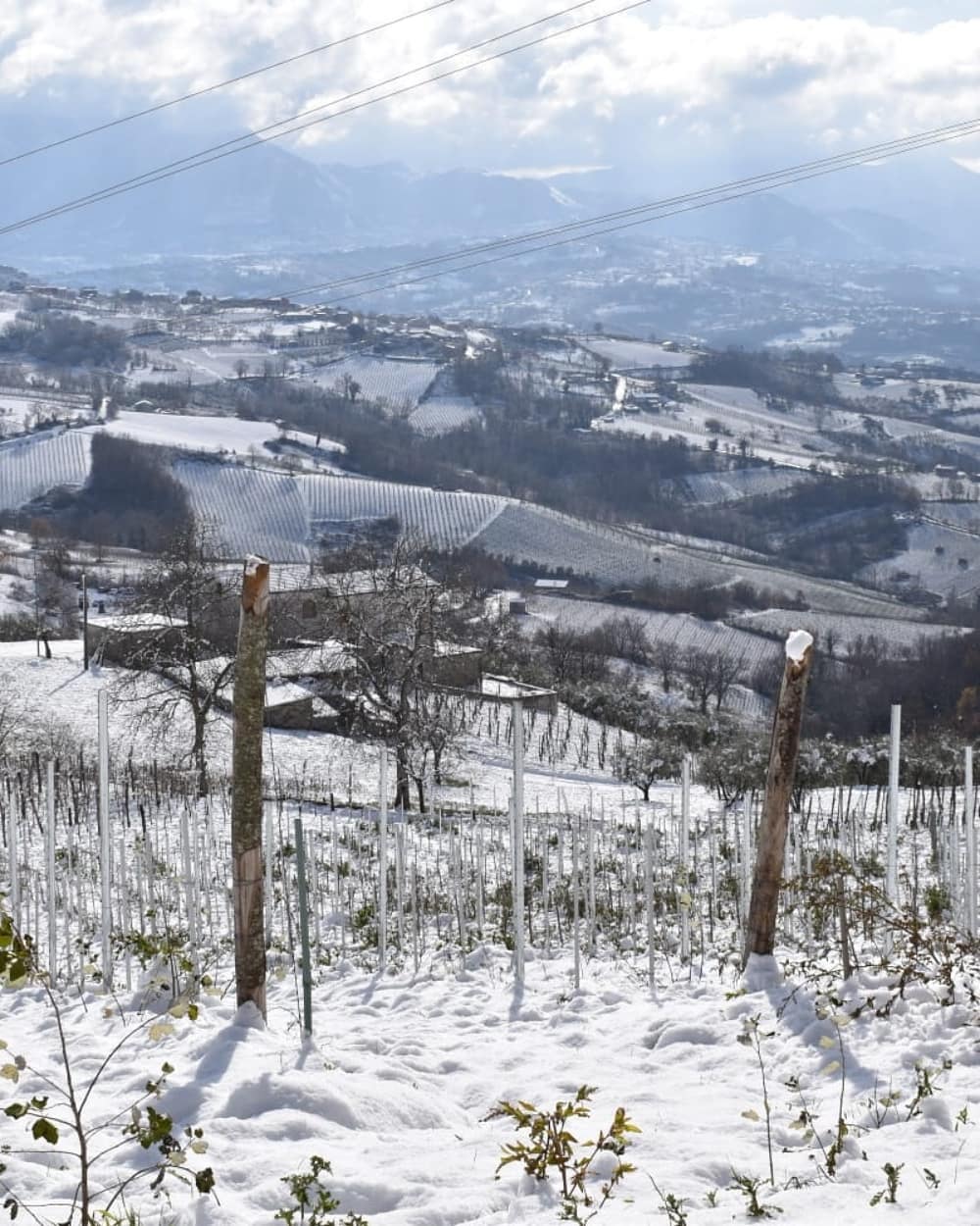 Adotta una Vite - Azienda: Podere Melone - Vitigni Irpini