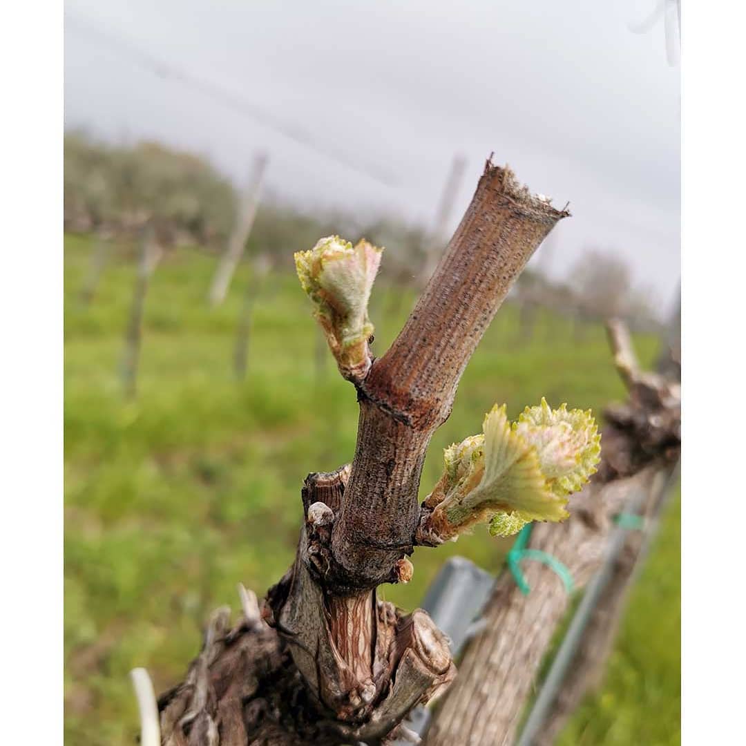 Adotta una Vite - Azienda: Podere Melone - Vitigni Irpini