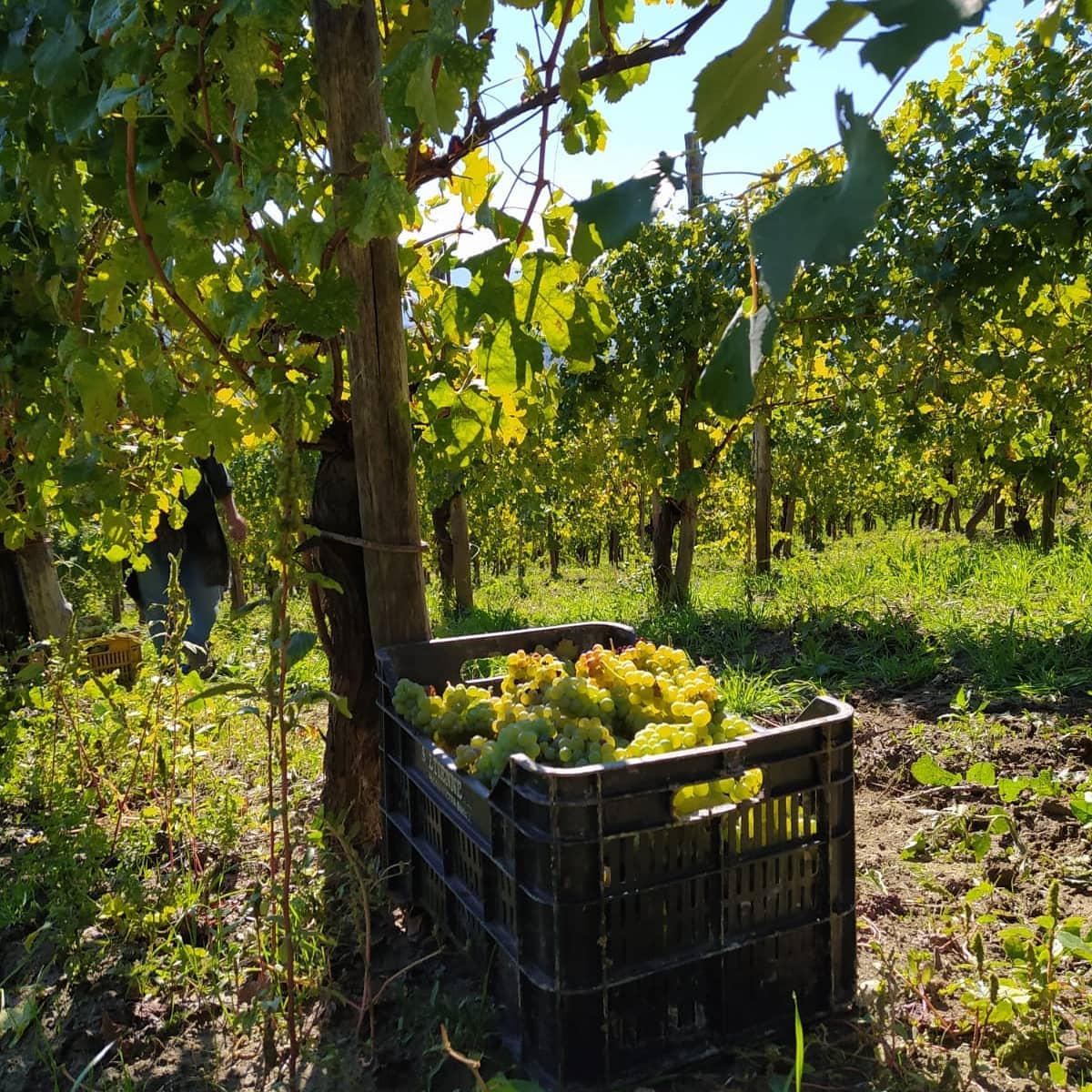 Adotta una Vite - Azienda: Podere Melone - Vitigni Irpini